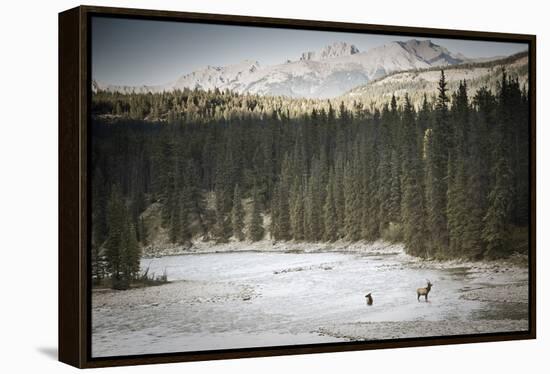 Elk In Jasper-Lindsay Daniels-Framed Premier Image Canvas