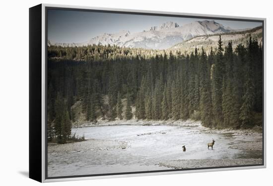 Elk In Jasper-Lindsay Daniels-Framed Premier Image Canvas