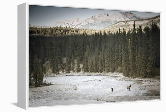 Elk In Jasper-Lindsay Daniels-Framed Premier Image Canvas