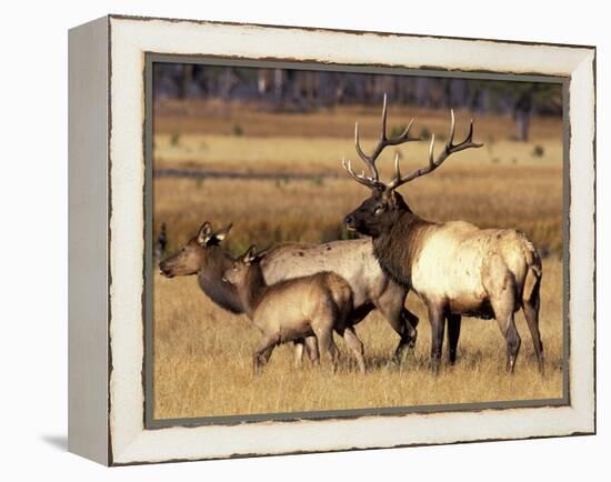 Elk in Meadow, Yellowstone National Park, Wyoming, USA-Jamie & Judy Wild-Framed Premier Image Canvas