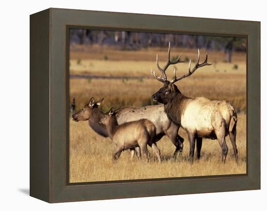 Elk in Meadow, Yellowstone National Park, Wyoming, USA-Jamie & Judy Wild-Framed Premier Image Canvas