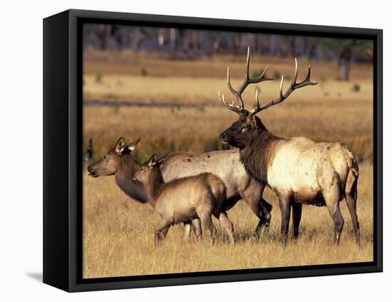 Elk in Meadow, Yellowstone National Park, Wyoming, USA-Jamie & Judy Wild-Framed Premier Image Canvas