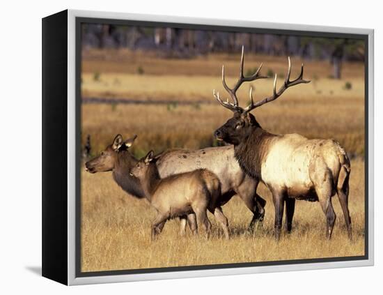 Elk in Meadow, Yellowstone National Park, Wyoming, USA-Jamie & Judy Wild-Framed Premier Image Canvas