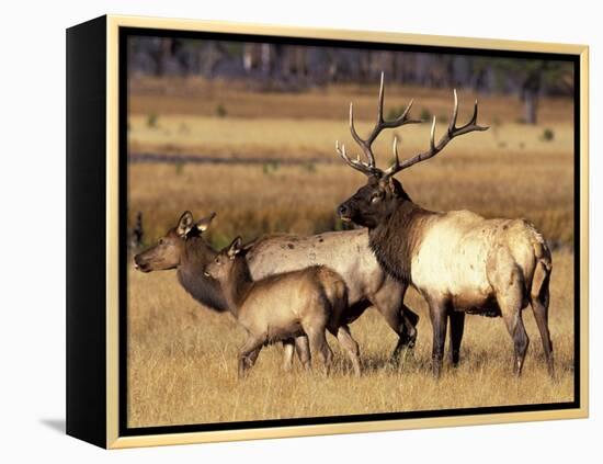 Elk in Meadow, Yellowstone National Park, Wyoming, USA-Jamie & Judy Wild-Framed Premier Image Canvas