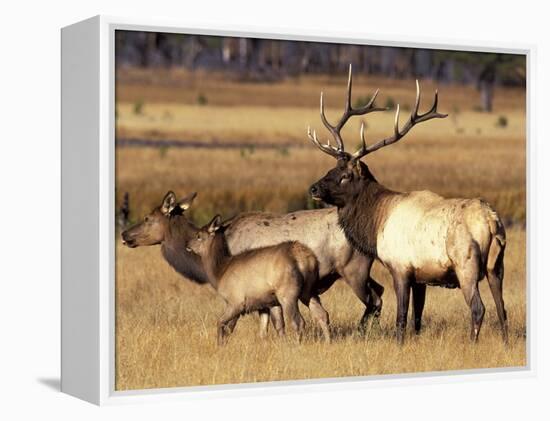 Elk in Meadow, Yellowstone National Park, Wyoming, USA-Jamie & Judy Wild-Framed Premier Image Canvas