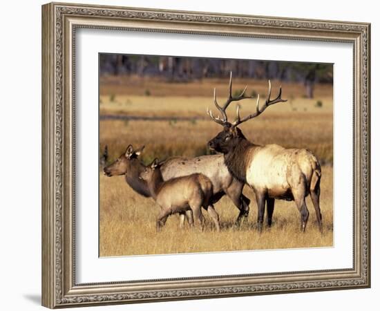 Elk in Meadow, Yellowstone National Park, Wyoming, USA-Jamie & Judy Wild-Framed Photographic Print