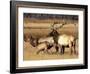 Elk in Meadow, Yellowstone National Park, Wyoming, USA-Jamie & Judy Wild-Framed Photographic Print