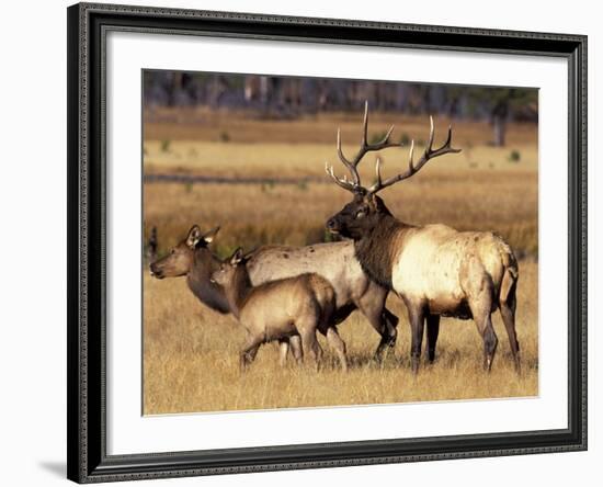 Elk in Meadow, Yellowstone National Park, Wyoming, USA-Jamie & Judy Wild-Framed Photographic Print