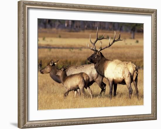 Elk in Meadow, Yellowstone National Park, Wyoming, USA-Jamie & Judy Wild-Framed Photographic Print