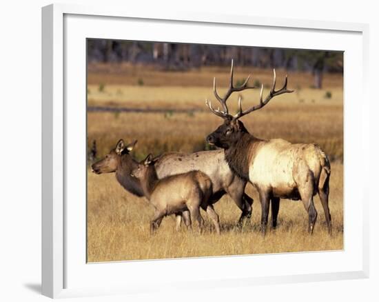 Elk in Meadow, Yellowstone National Park, Wyoming, USA-Jamie & Judy Wild-Framed Photographic Print
