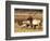 Elk in Meadow, Yellowstone National Park, Wyoming, USA-Jamie & Judy Wild-Framed Photographic Print