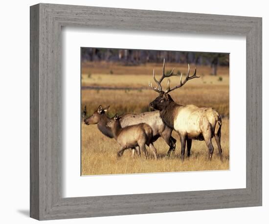 Elk in Meadow, Yellowstone National Park, Wyoming, USA-Jamie & Judy Wild-Framed Photographic Print