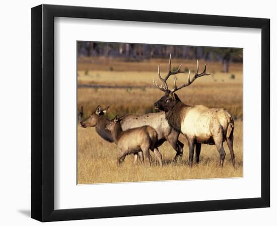 Elk in Meadow, Yellowstone National Park, Wyoming, USA-Jamie & Judy Wild-Framed Photographic Print