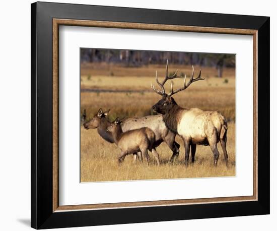 Elk in Meadow, Yellowstone National Park, Wyoming, USA-Jamie & Judy Wild-Framed Photographic Print