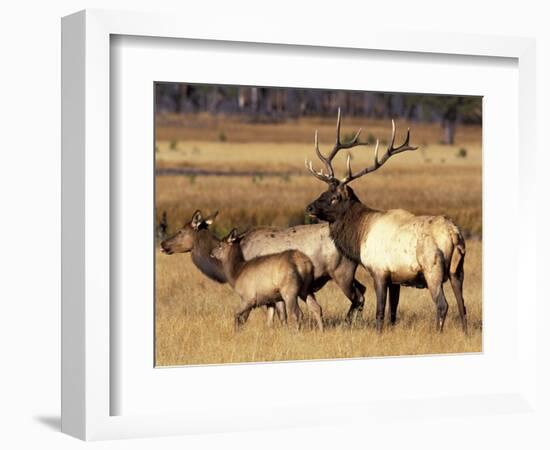 Elk in Meadow, Yellowstone National Park, Wyoming, USA-Jamie & Judy Wild-Framed Photographic Print