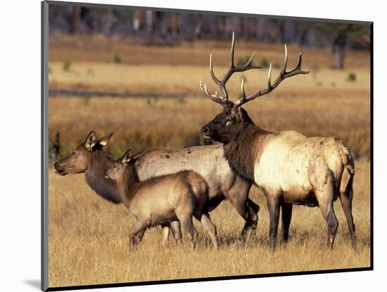 Elk in Meadow, Yellowstone National Park, Wyoming, USA-Jamie & Judy Wild-Mounted Photographic Print