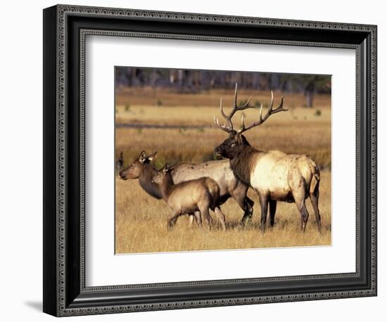 Elk in Meadow, Yellowstone National Park, Wyoming, USA-Jamie & Judy Wild-Framed Photographic Print