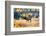 Elk in Rocky Mountain National Park, Colorado-Kristin Piljay-Framed Photographic Print