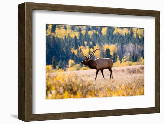 Elk in Rocky Mountain National Park, Colorado-Kristin Piljay-Framed Photographic Print