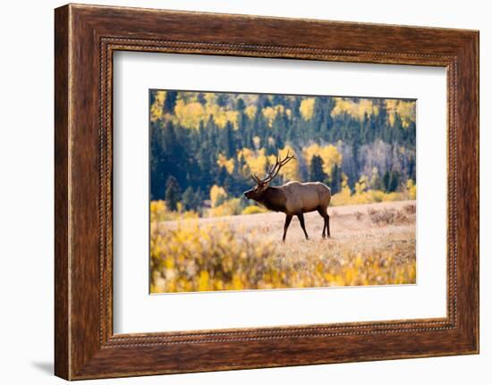 Elk in Rocky Mountain National Park, Colorado-Kristin Piljay-Framed Photographic Print