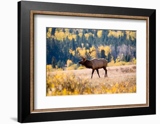 Elk in Rocky Mountain National Park, Colorado-Kristin Piljay-Framed Photographic Print