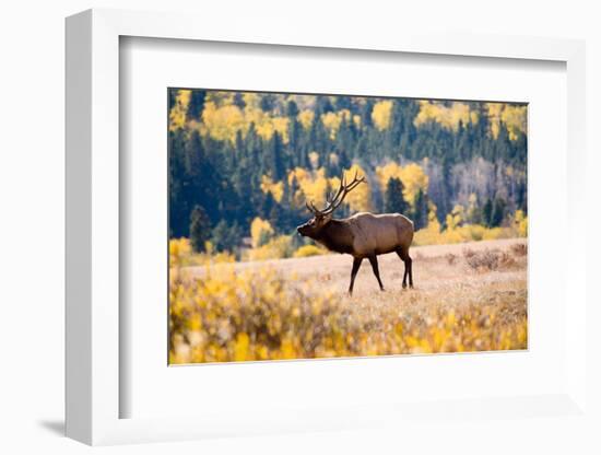 Elk in Rocky Mountain National Park, Colorado-Kristin Piljay-Framed Photographic Print