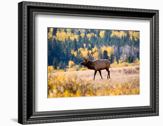 Elk in Rocky Mountain National Park, Colorado-Kristin Piljay-Framed Photographic Print