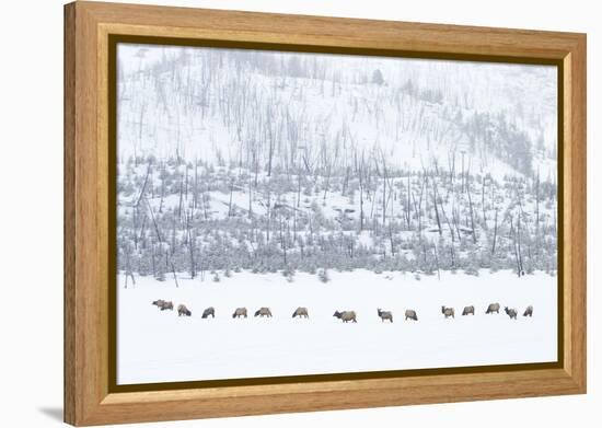 Elk in Snowstorm-Howard Ruby-Framed Premier Image Canvas