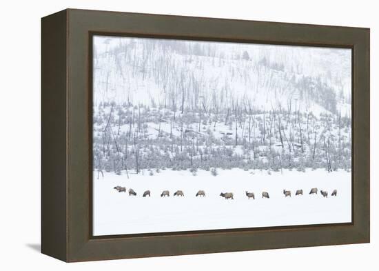 Elk in Snowstorm-Howard Ruby-Framed Premier Image Canvas