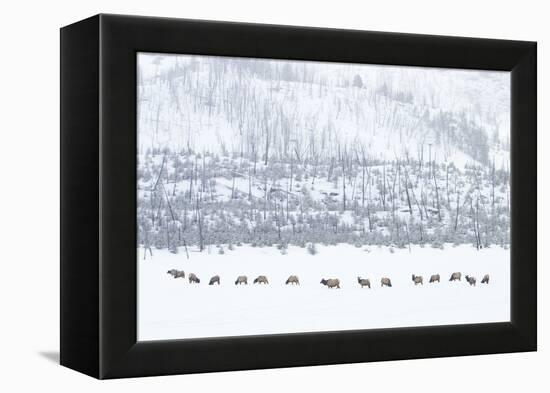 Elk in Snowstorm-Howard Ruby-Framed Premier Image Canvas