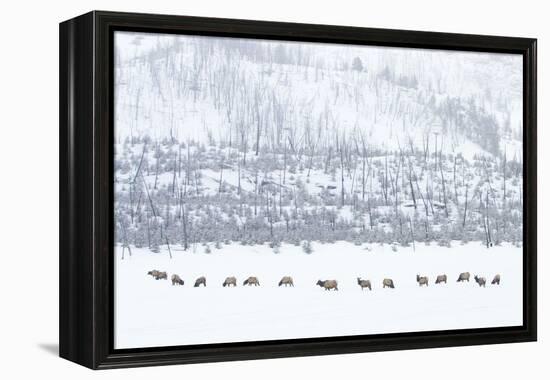 Elk in Snowstorm-Howard Ruby-Framed Premier Image Canvas