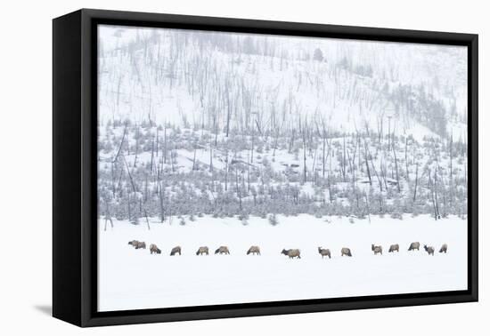 Elk in Snowstorm-Howard Ruby-Framed Premier Image Canvas