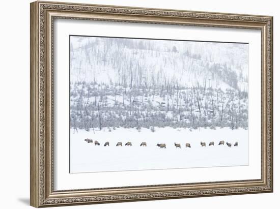 Elk in Snowstorm-Howard Ruby-Framed Photographic Print