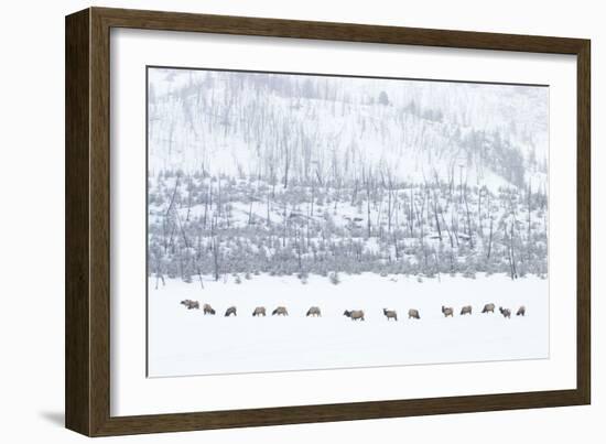 Elk in Snowstorm-Howard Ruby-Framed Photographic Print