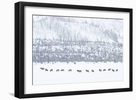 Elk in Snowstorm-Howard Ruby-Framed Photographic Print