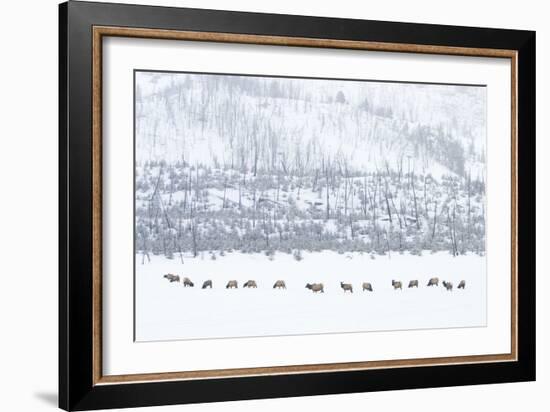 Elk in Snowstorm-Howard Ruby-Framed Photographic Print