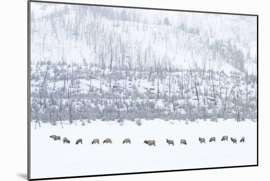 Elk in Snowstorm-Howard Ruby-Mounted Photographic Print