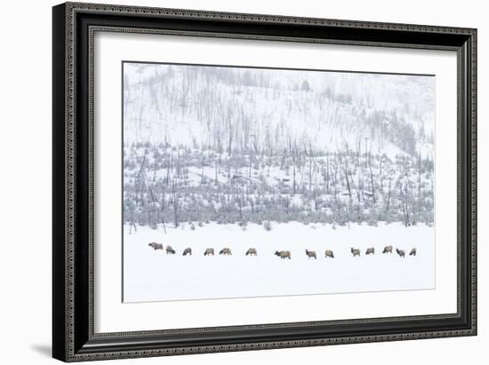 Elk in Snowstorm-Howard Ruby-Framed Photographic Print