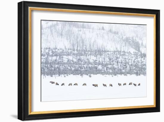 Elk in Snowstorm-Howard Ruby-Framed Photographic Print