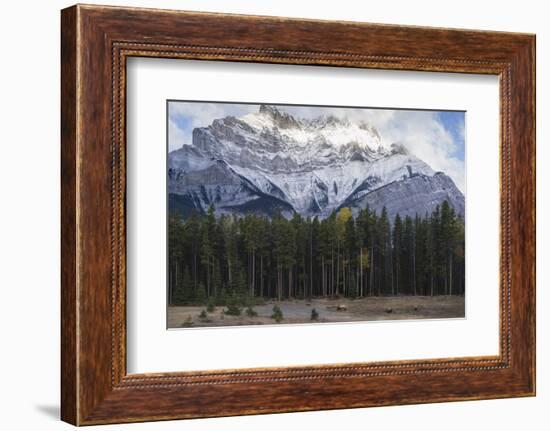 Elk in the Canadian Rockies, Banff National Park, UNESCO World Heritage Site, Canadian Rockies, Alb-JIA JIAHE-Framed Photographic Print