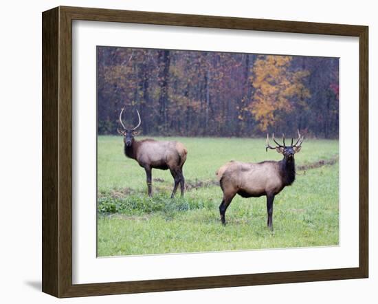 Elk in the Great Smoky Mountains Nation Park, North Carolina, Usa-Joanne Wells-Framed Photographic Print