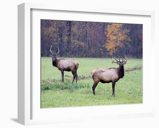 Elk in the Great Smoky Mountains Nation Park, North Carolina, Usa-Joanne Wells-Framed Photographic Print