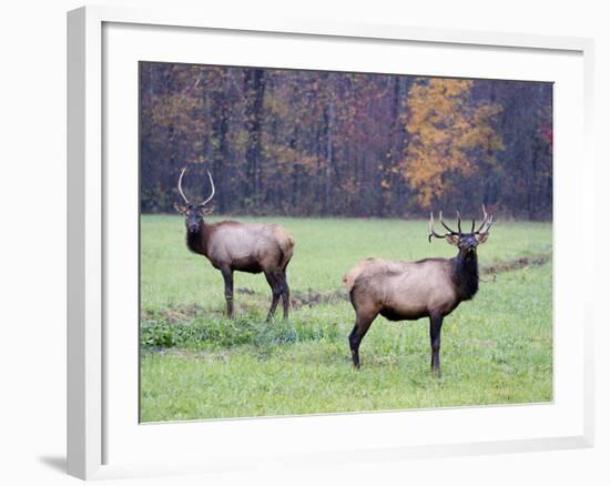 Elk in the Great Smoky Mountains Nation Park, North Carolina, Usa-Joanne Wells-Framed Photographic Print