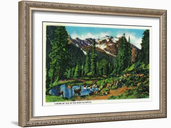 Elk in the High Olympics - Olympic National Park-Lantern Press-Framed Art Print