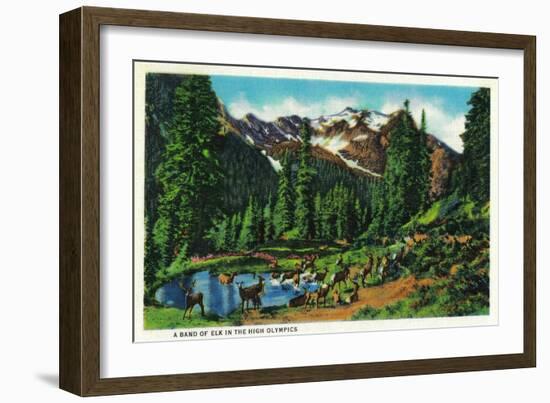 Elk in the High Olympics - Olympic National Park-Lantern Press-Framed Art Print