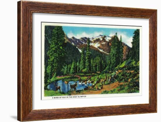 Elk in the High Olympics - Olympic National Park-Lantern Press-Framed Art Print