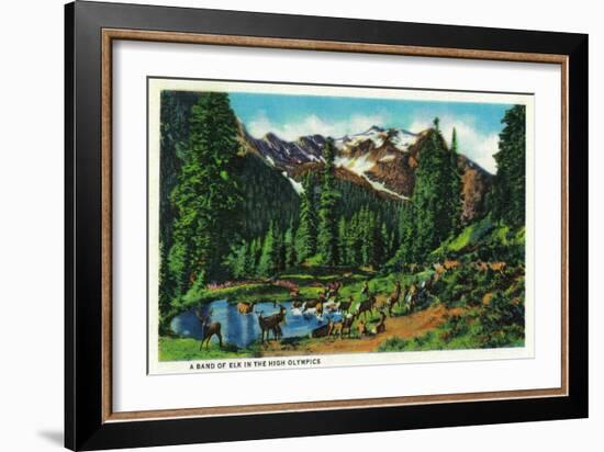 Elk in the High Olympics - Olympic National Park-Lantern Press-Framed Art Print