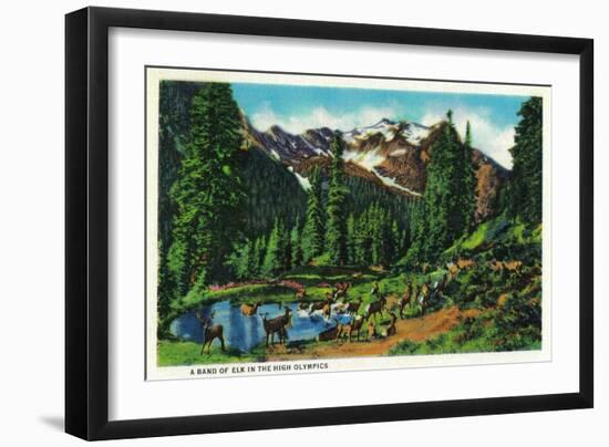 Elk in the High Olympics - Olympic National Park-Lantern Press-Framed Art Print