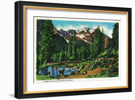 Elk in the High Olympics - Olympic National Park-Lantern Press-Framed Art Print