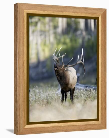 Elk in the Rut and Bugling, Yellowstone National Park, Wyoming, USA-Joe & Mary Ann McDonald-Framed Premier Image Canvas